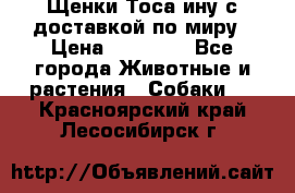 Щенки Тоса-ину с доставкой по миру › Цена ­ 68 000 - Все города Животные и растения » Собаки   . Красноярский край,Лесосибирск г.